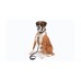 Nylon Rope Training Leash Lead Strap Traction Collar Classic Pet Dog