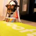 Pet Dog Travel Absorbent Mat Furniture Beds Crates Floor Protectors Carpet